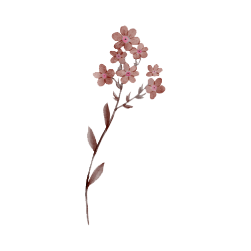 Illustration of a pink flowering plant with leaves and multiple small flowers on a thin stem.